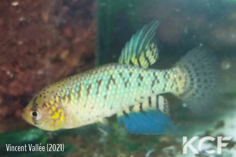 Papiliolebias francescae La Fiada BP 19-11 male adulte 