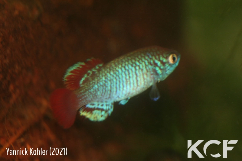 Nothobranchius derhami Ahero KEN 19-16 male sub adulte 