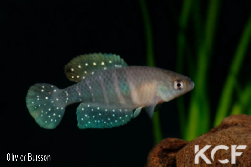 Spectrolebias pilleti  male adulte 