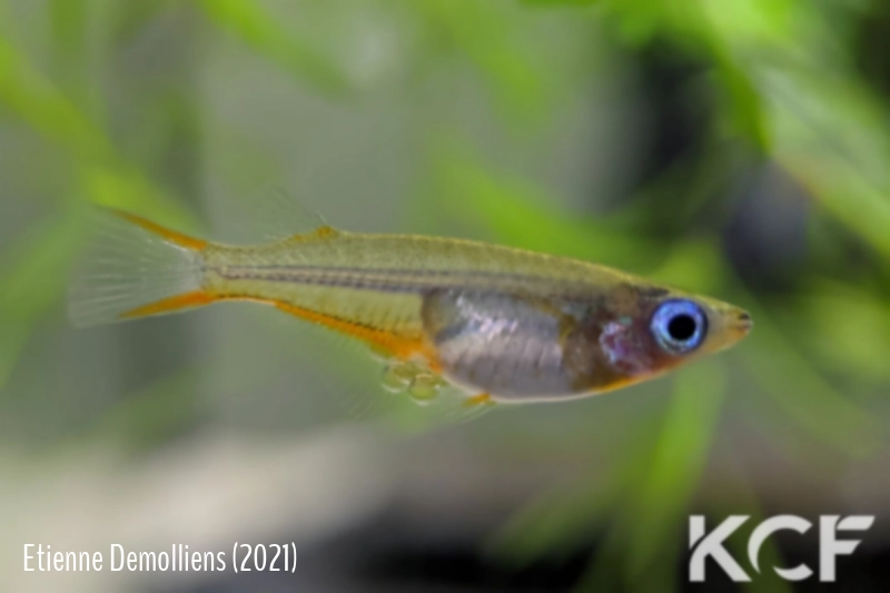 Oryzias woworae  femelle adulte 