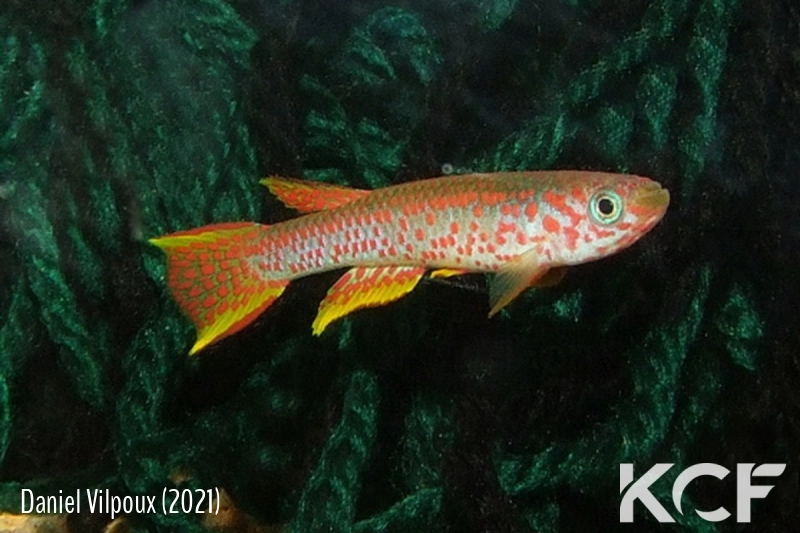 Aphyosemion aff. elegans RC 16-16 male adulte 