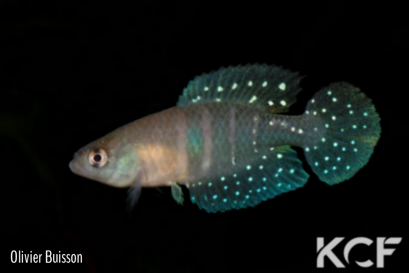 Spectrolebias pilleti  male adulte 