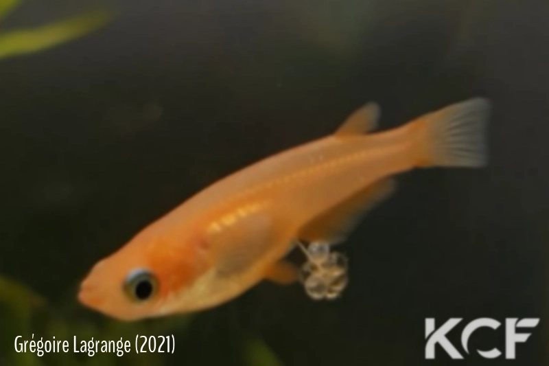 Oryzias latipes Red king femelle sub adulte 