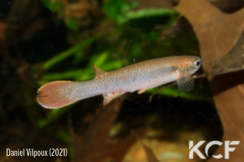 Melanorivulus sp. Cocalinho NvdB 14-24 male adulte 