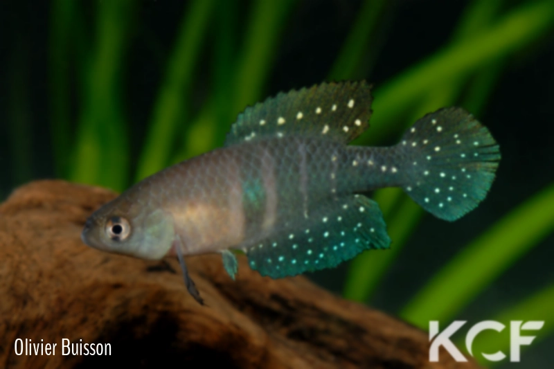 Spectrolebias pilleti  male adulte 