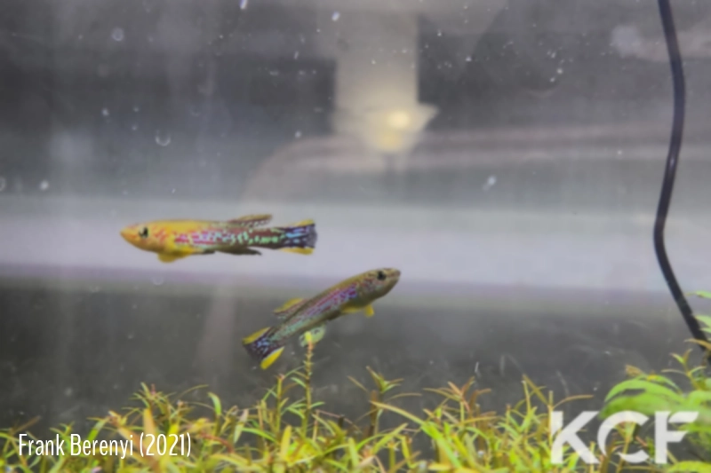 Fundulopanchax mirabilis intermittens Tinto ADL 13-31 male adulte 