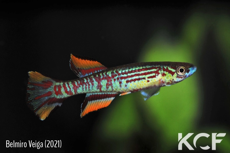 Aphyosemion pyrophore Makoumi FCCO 13-13 male adulte 