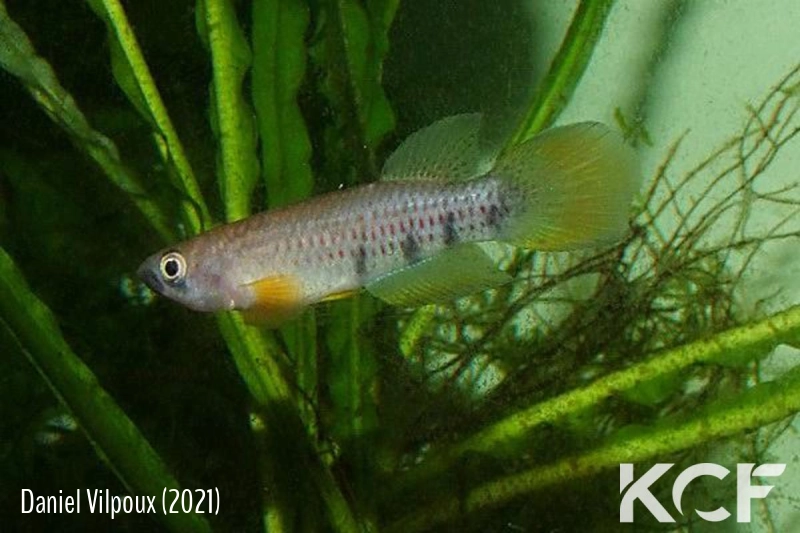 Epiplatys chaperi Angona male adulte 