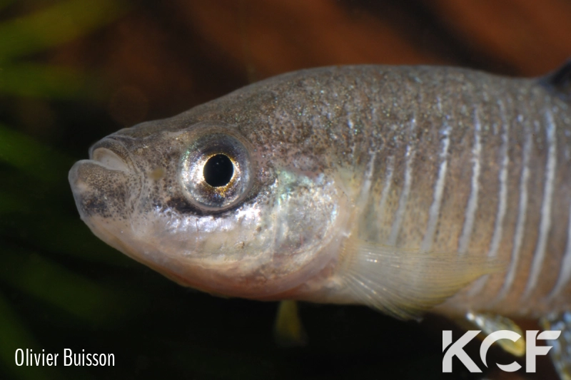 Anatolichthys anatoliae anatoliae Karapinar TRM 2007 male adulte 