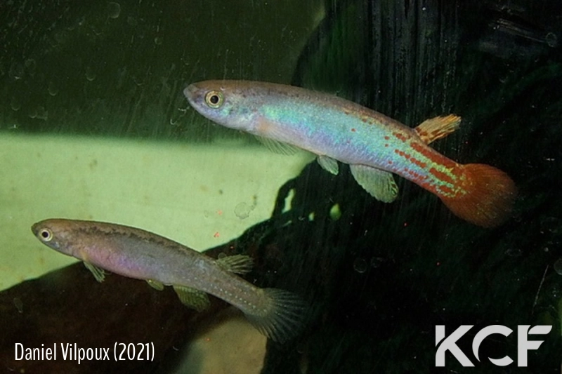 Anablepsoides erberi caquetà COLFGMRR 20-04 couple adulte 