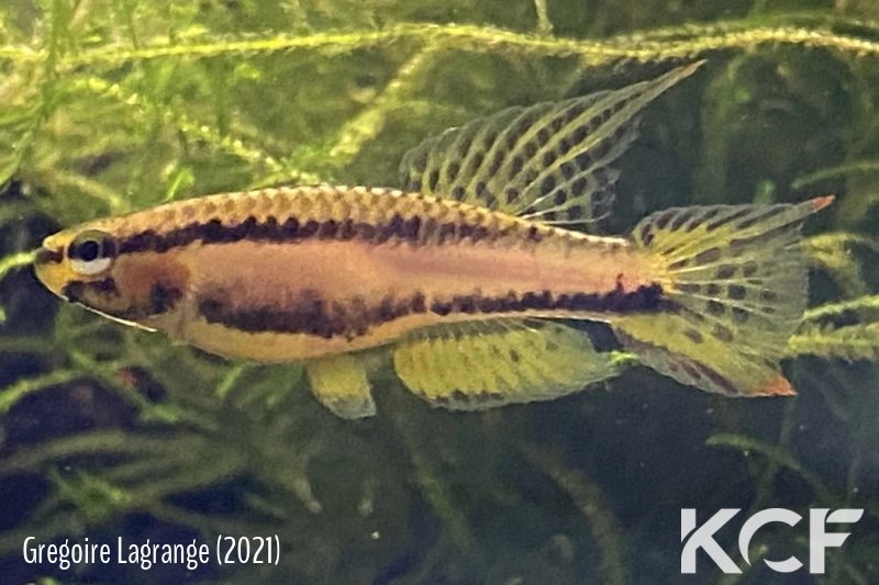 Aphyo. Chromaphyosemion melanogaster Kribi airport AP 13-530 male adulte 