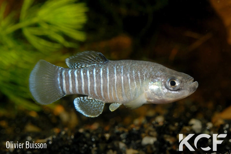 Anatolichthys anatoliae anatoliae Karapinar TRM 2007 male adulte 