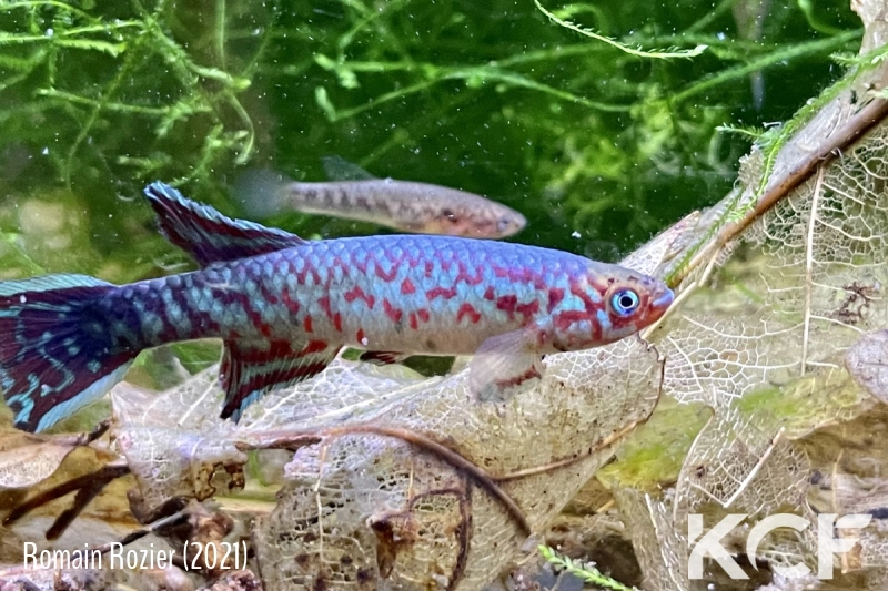 Scriptaphyosemion aff. geryi Thiancoumal  OMS 2018 male adulte 