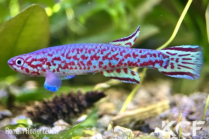 Scriptaphyosemion wieseae Lenghe-Curoh SL 93-37 male adulte 