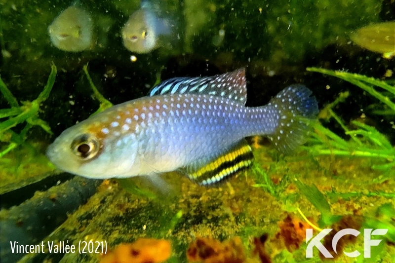 Hypsolebias trifasciatus Santa Rita de Cassia BR 14-02 male adulte 