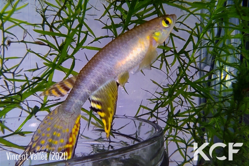 Aphyolebias peruensis Canta Gallo Iquitos PCCC 17-02 male adulte 