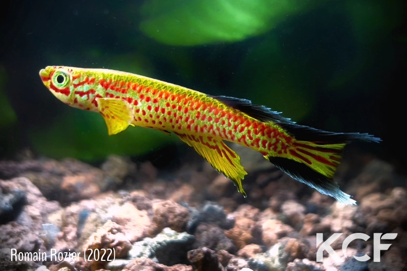 Aphyosemion fellmanni Ntoba FCCO 13-15 male adulte 