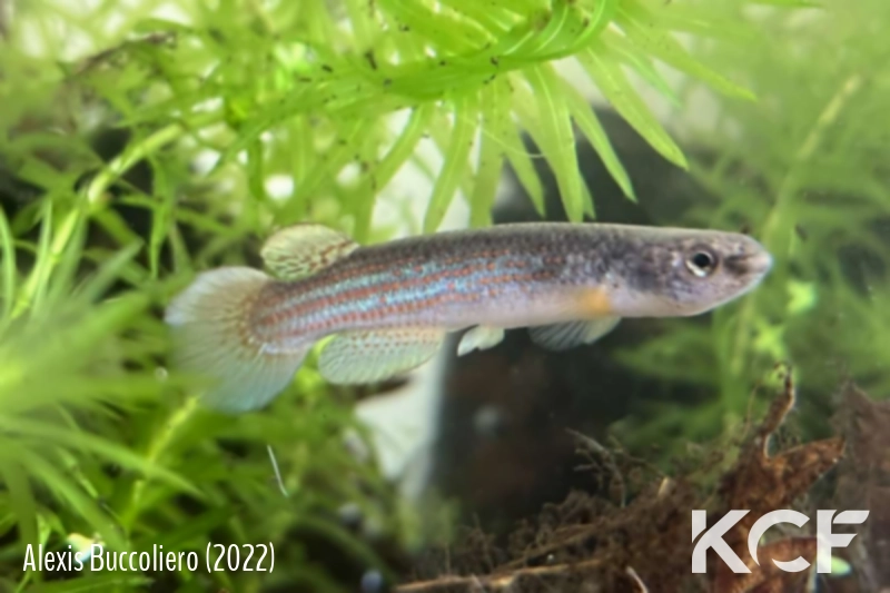 Anablepsoides limoncochae Colombie JB 2019 male adulte 