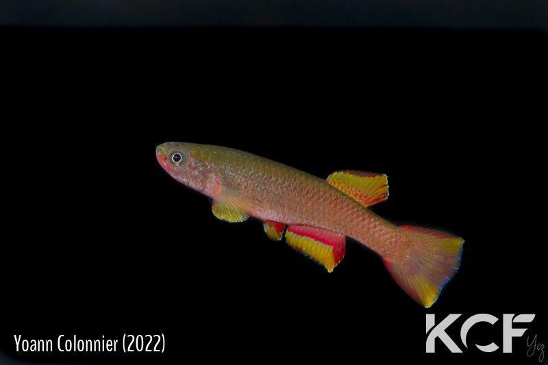 Aphyosemion aureum Kouagna GACOCC 19-51 male adulte 