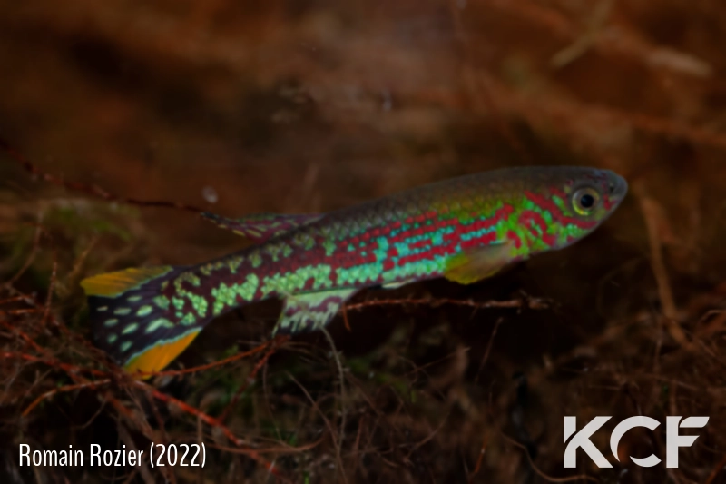 Fundulopanchax mirabilis traudeae Manyemen - Ebanga male adulte 