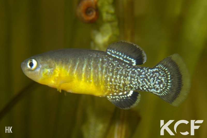 Tellia apoda  male adulte 