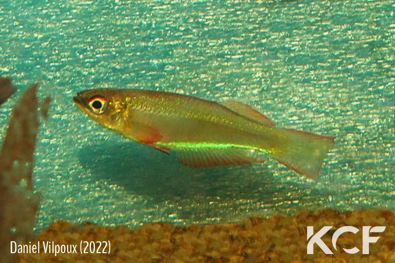 Plataplochilus mimus No Ayong GLC 13 male adulte 