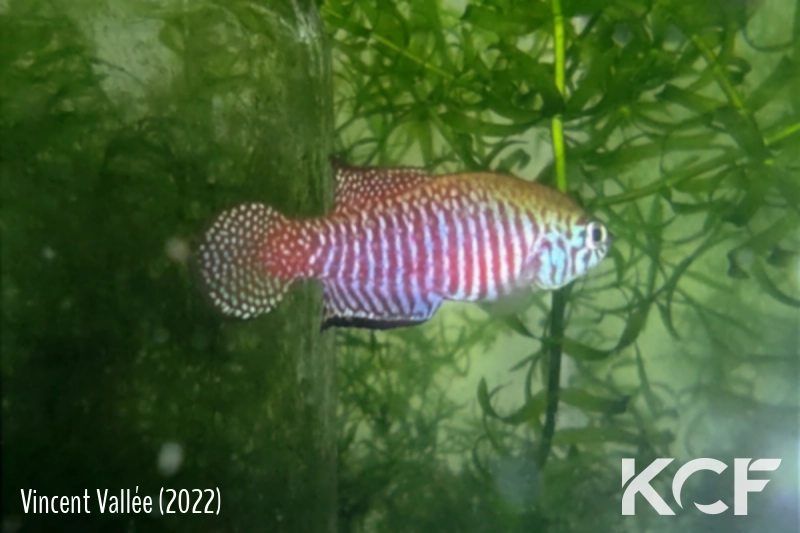 Simpsonichthys margaritatus Seranopolis HVP 16-24 male adulte 