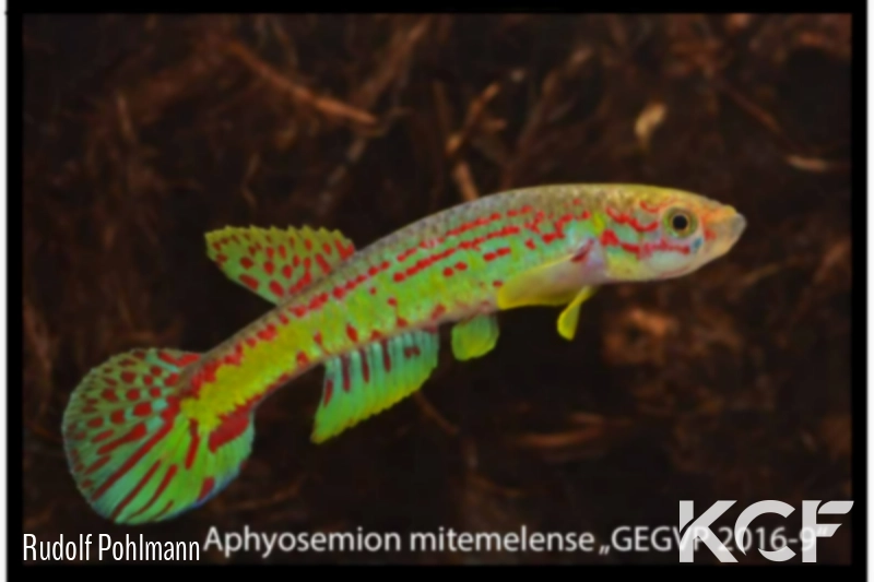 Aphyosemion mitemelense  male adulte 