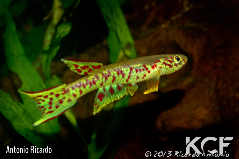 Aphyosemion plagitaenium Epoma RPC 91-01 male adulte 