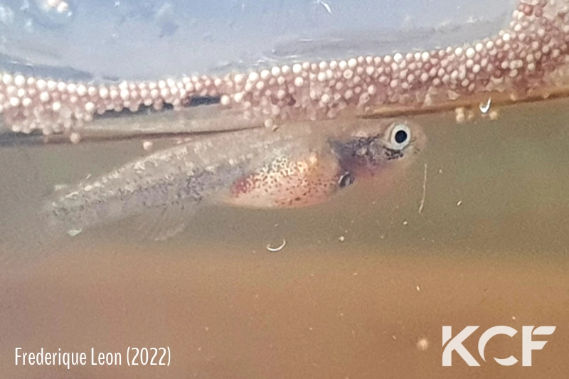 Kryptolebias sp. aff. heyei Bon Goût GT 15-01 femelle alevin 