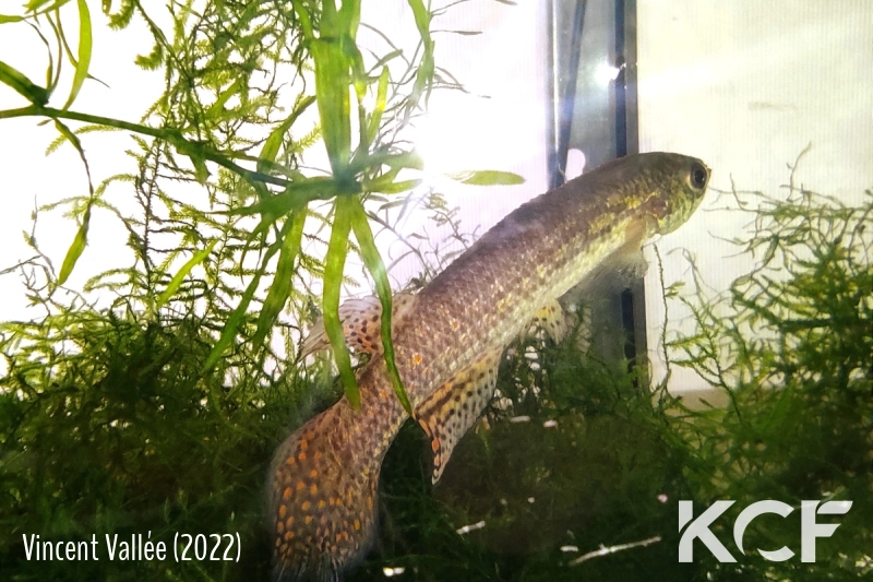 Moema funkneri Pailon II BPB 15-28 male adulte 