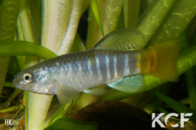 Aphanius fasciatus  male adulte 