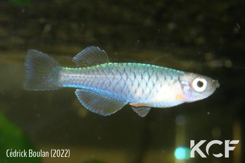 Hylopanchax paucisquamatus  male adulte 