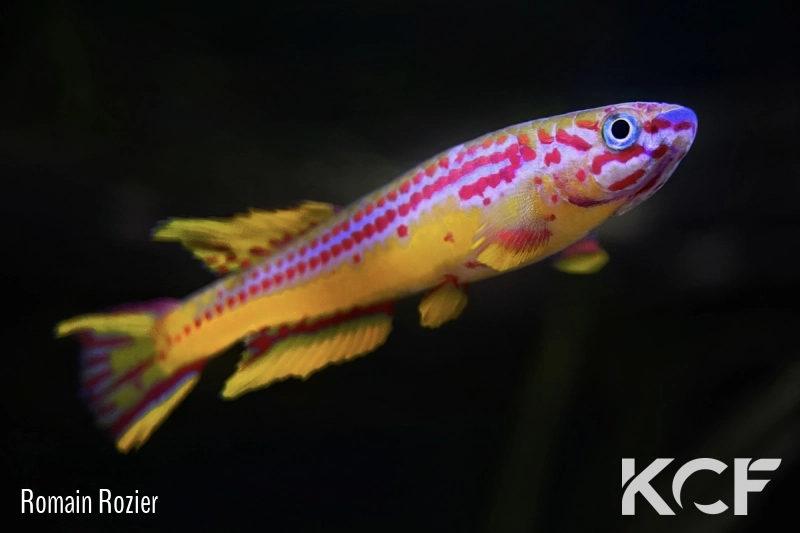 Aphyosemion ottogartneri Mpassa  Lungkalla CI 2015 male adulte 