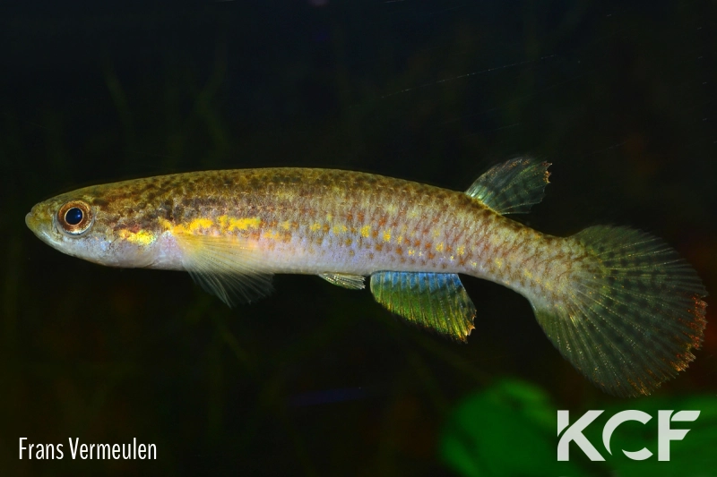 Rivulus adrianae  male adulte 