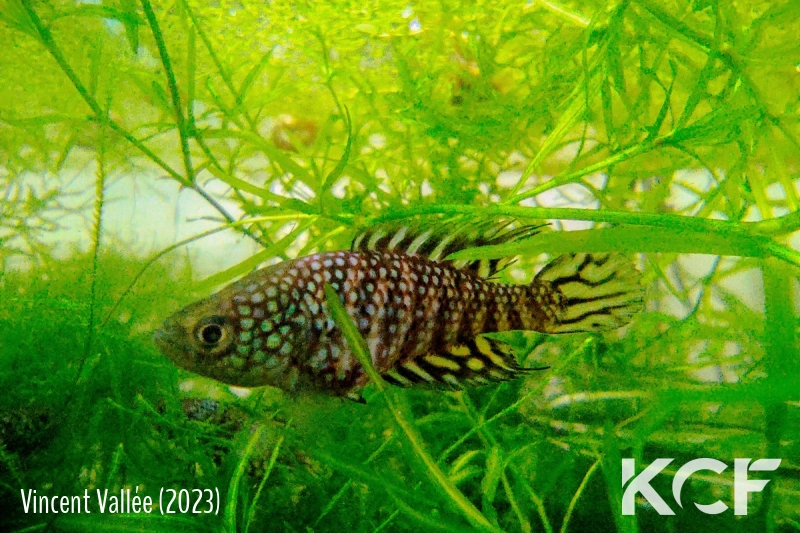 Hypsolebias sp. Urucuia male adulte 