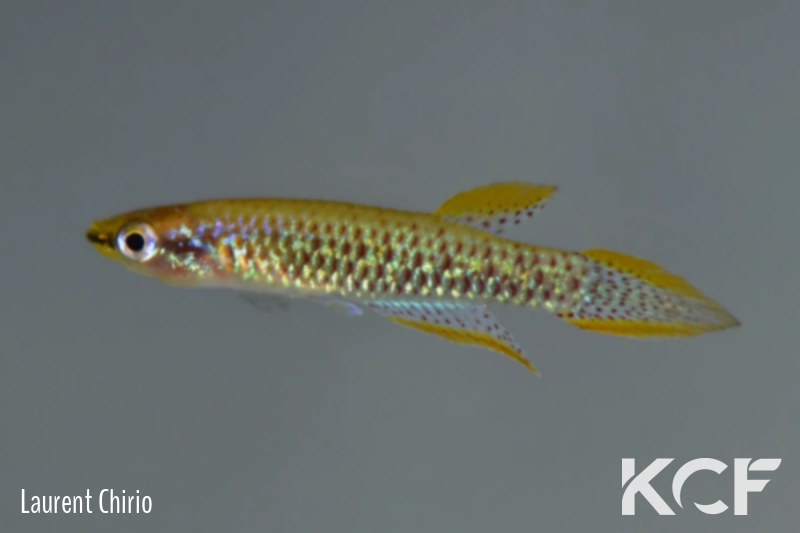 Aphyoplatys sp. Bongoumba ACCC 23-614 male adulte 