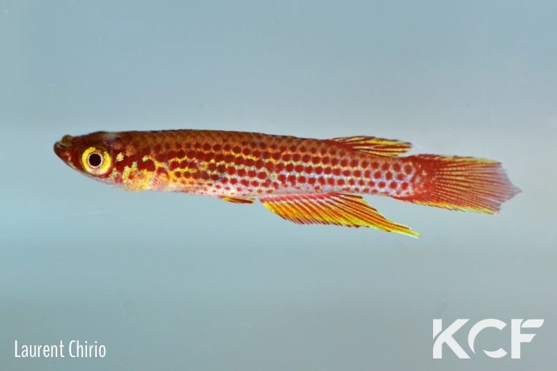 Fenerbahce sp. Mboua ACCC 23-609 male adulte 