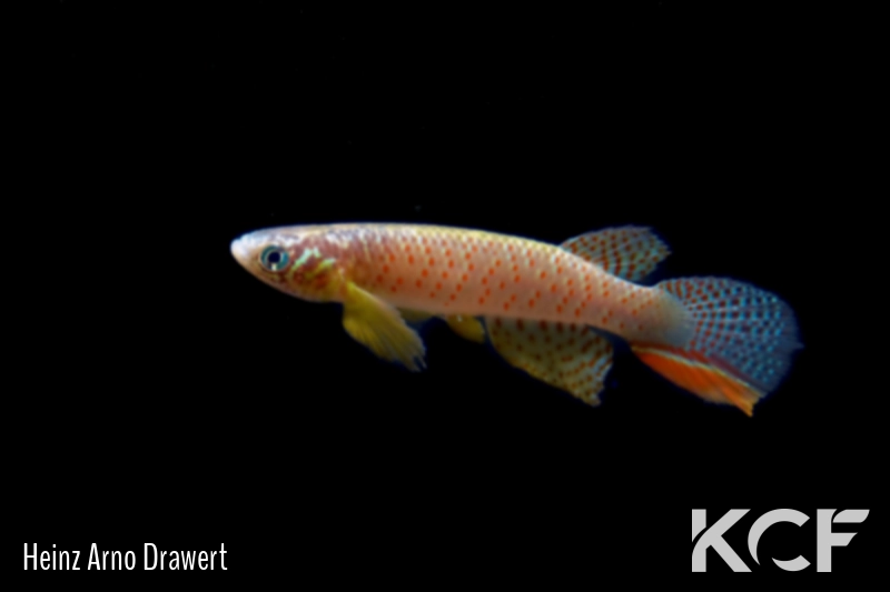 Moema juanderibaensis  male adulte 