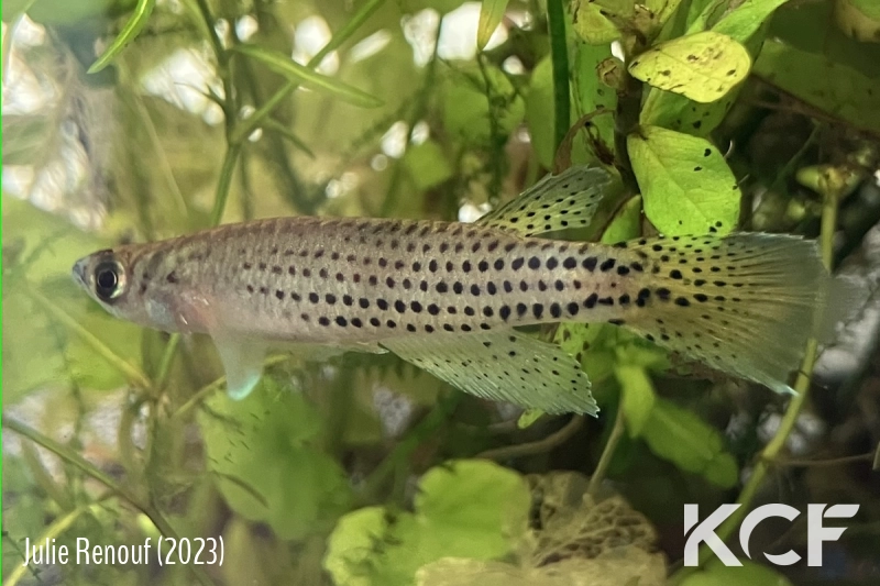 Epiplatys aff. singa Kamkat COCCA 19-19 male adulte 