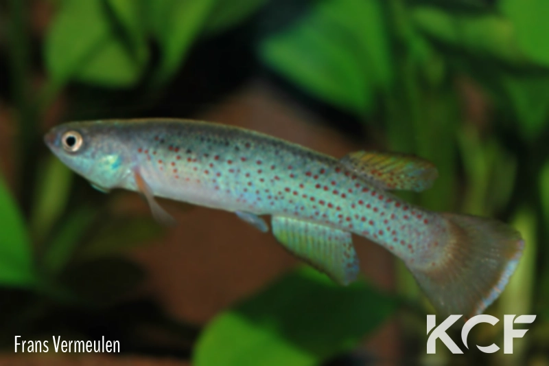 Cynodonichthys magdalenae  male adulte 