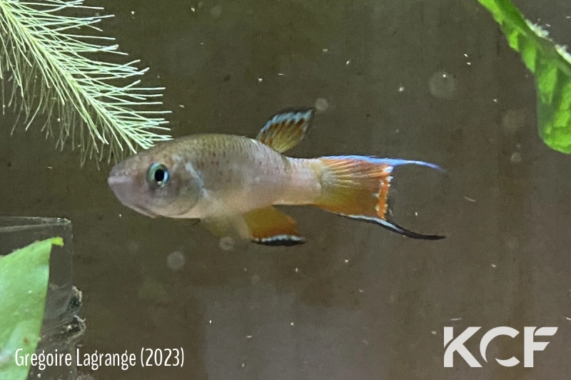 Rachovia sp. Monteria Colombie male adulte 