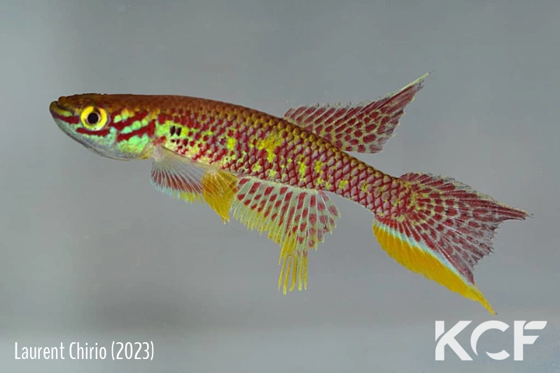 Aphyosemion sp.aff splendidum Owando CBC 2023 male adulte 