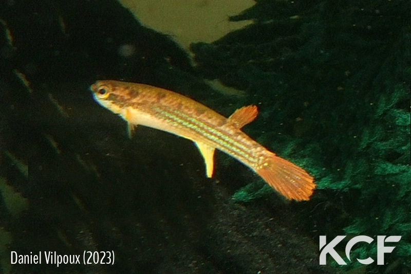 Rivulus sladkowskii Urania COGF 22-18 male adulte 