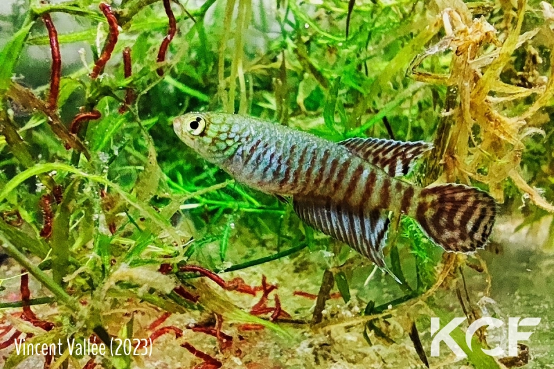 Xenurolebias cricarensis Conceiçao da Barra male adulte 