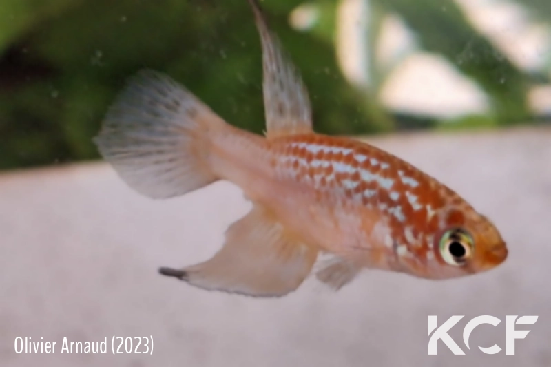 Maratecoara formosa Brejinho de Nazare BR 15-08 male adulte 