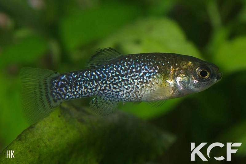 Apricaphanius saourensis  male adulte 