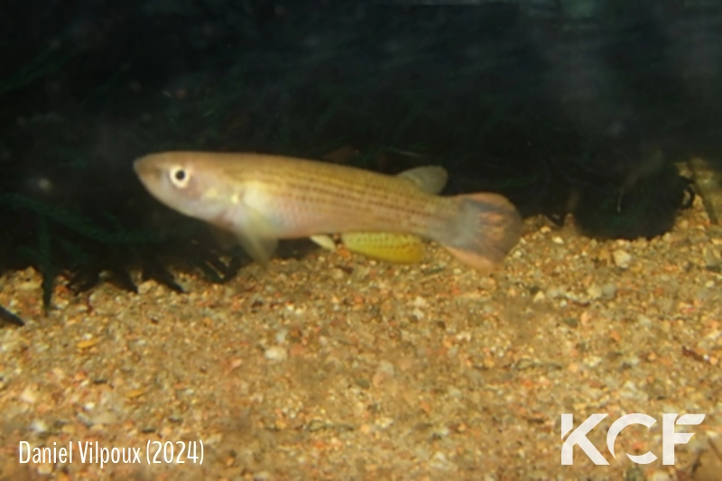 Anablepsoides sp.aff.holmiae Hosororo GUY GL 12-15 male adulte 