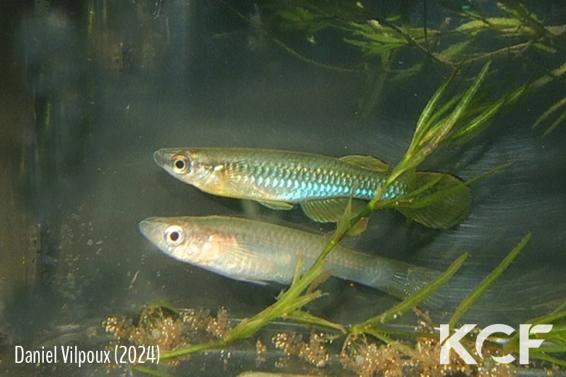 Lacustricola johnstoni  couple adulte 