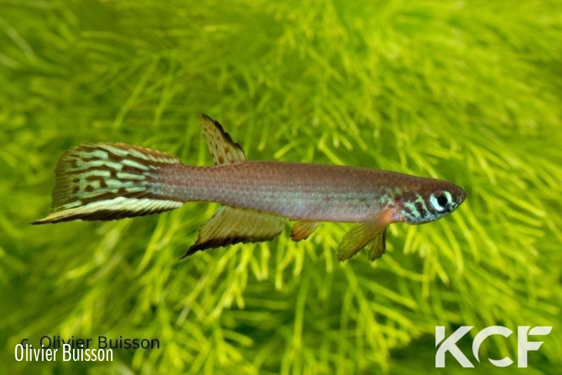 Aphyolebias schleseri Uspa Caño Peru JRG 11-10 male adulte 